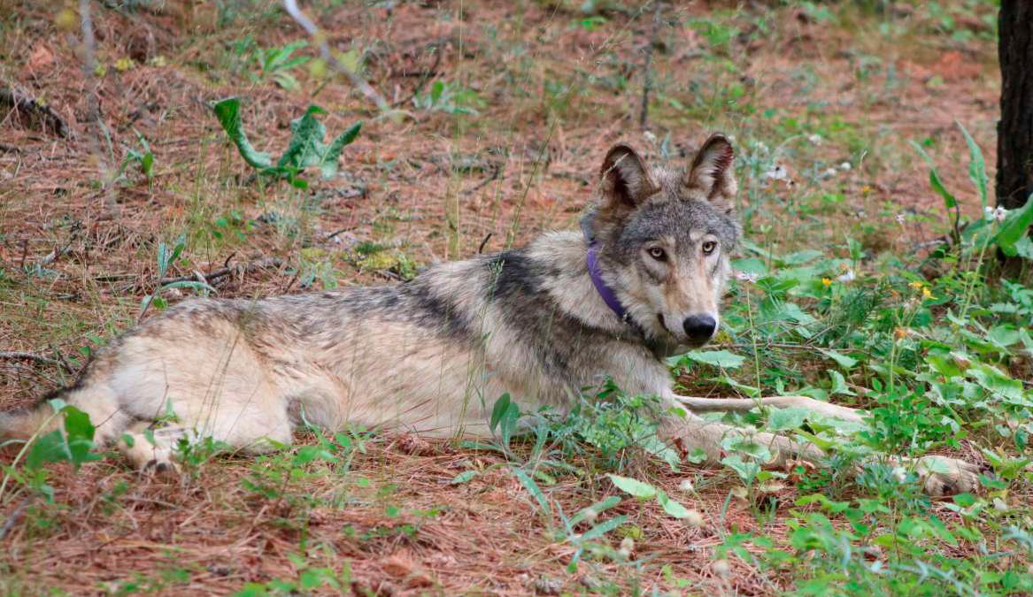 Biden Backs End to Wolf Protections But Hunting Concerns Grow – NBC Los Angeles - Vimarsana News