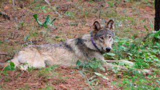 FILE - In this Feb. 2021, file photo released by California Department of Fish and Wildlife, shows a gray wolf (OR-93), seen near Yosemite, Calif., shared by the state's Department of Fish and Wildlife. A top federal wildlife official on Friday, Aug. 20, 2021, said there is growing concern over aggressive hunting rules adopted by states in the Great Lakes and northern Rocky Mountains.