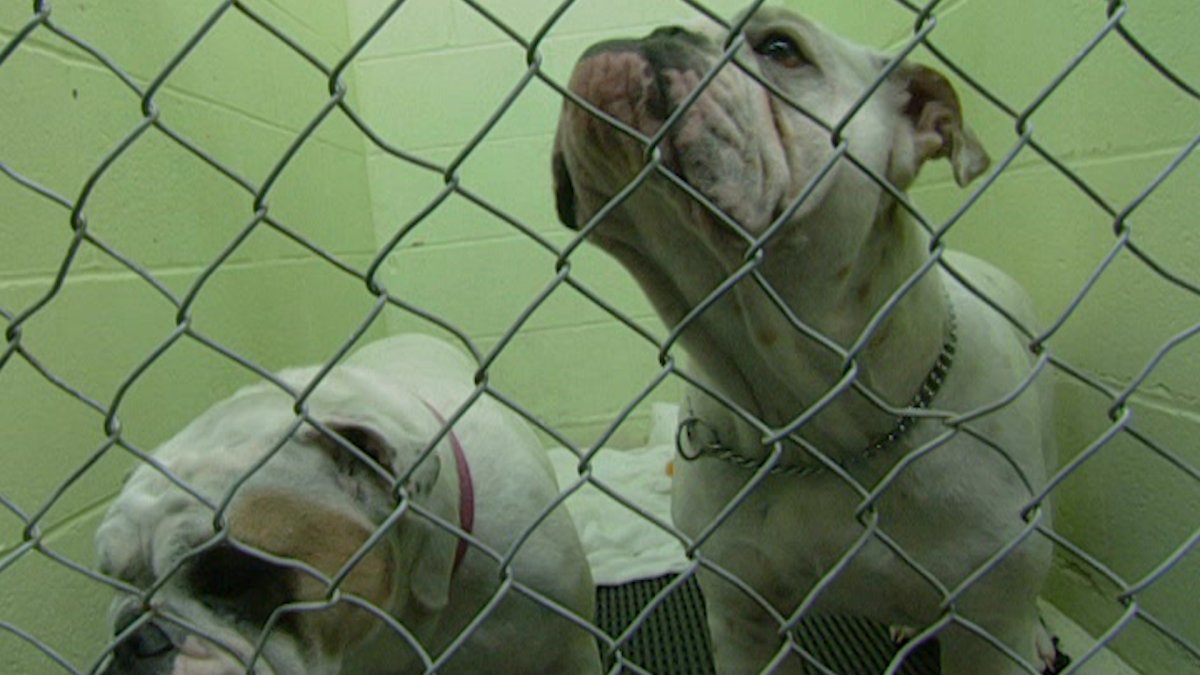 what-does-bonded-pair-mean-at-an-animal-shelter-nbc-los-angeles