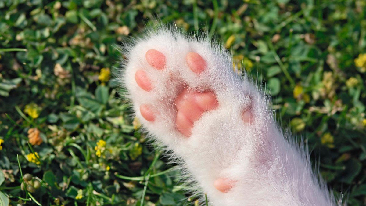 LA council looks to bolster animal adoptions, department operations