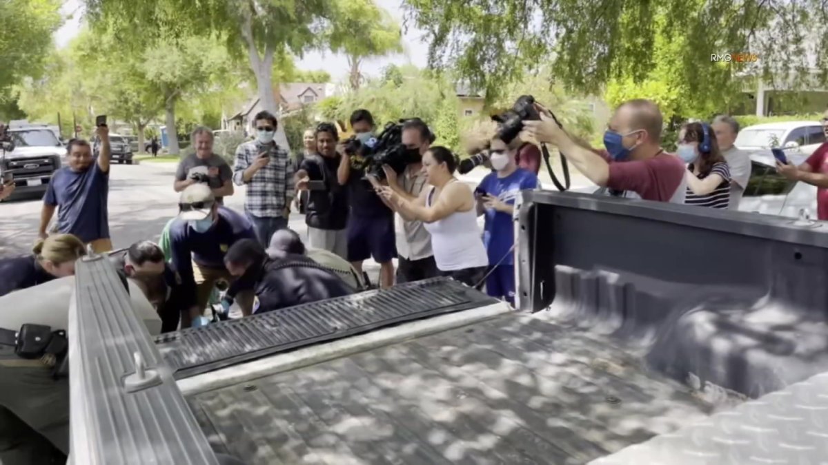 Snoozing Bear Catches a Lift Out of Pasadena and Back Into the Wild