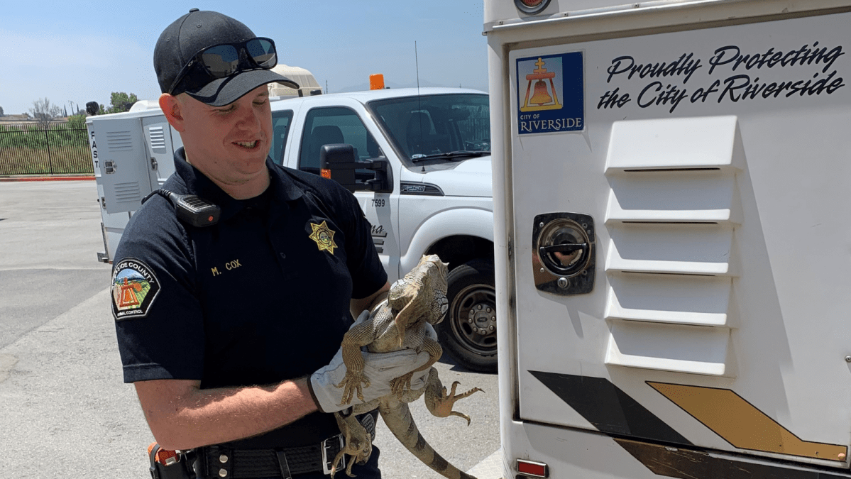 Pit Bulls Bite Animal Control Officer at Riverside Property – NBC Los Angeles Pit Bulls Bite Animal Control Officer at Riverside Property – NBC Los Angeles