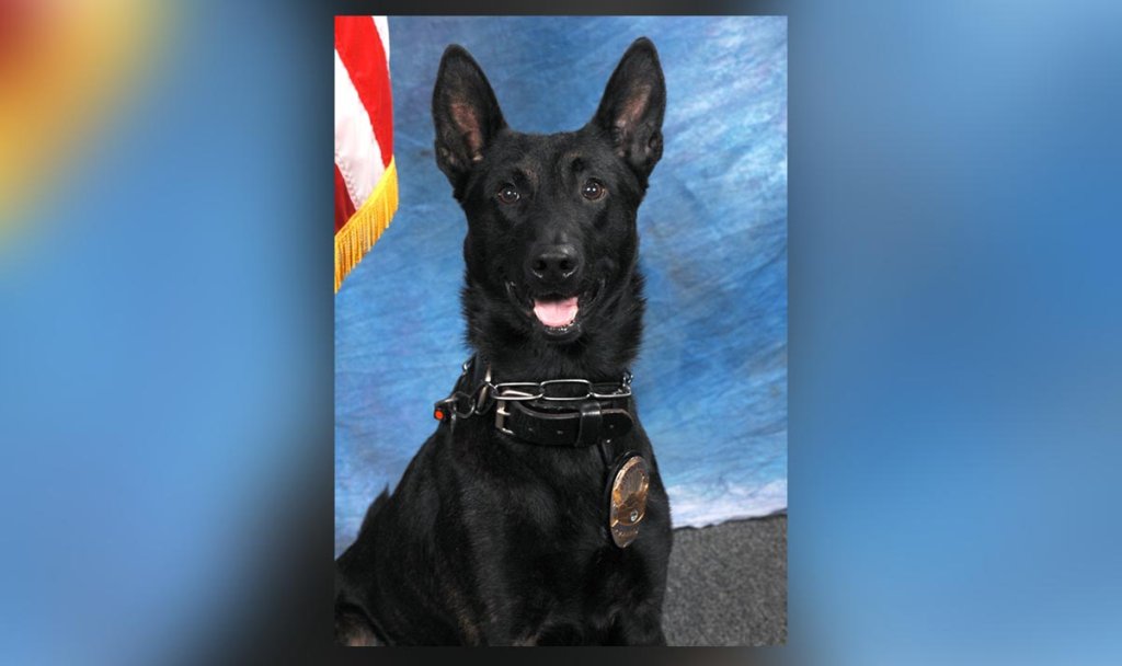 Barry the police dog is pictured in this undated photo from the South Pasadena Police Department.