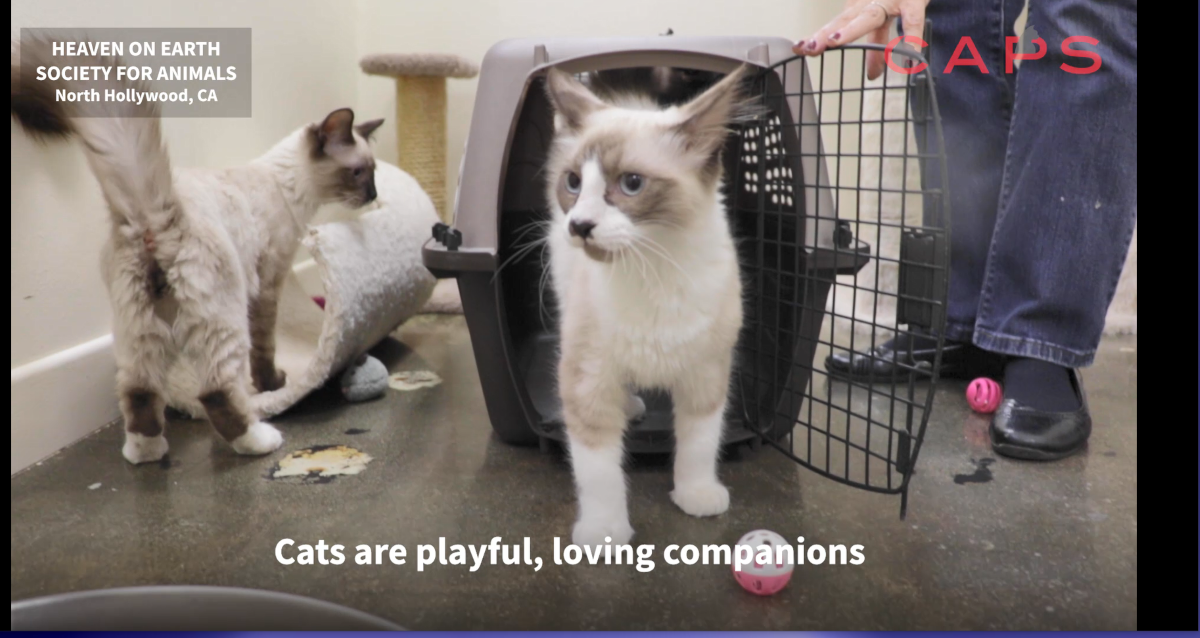 Adopt Kittens and Cats from Local Animal Shelters NBC Los Angeles