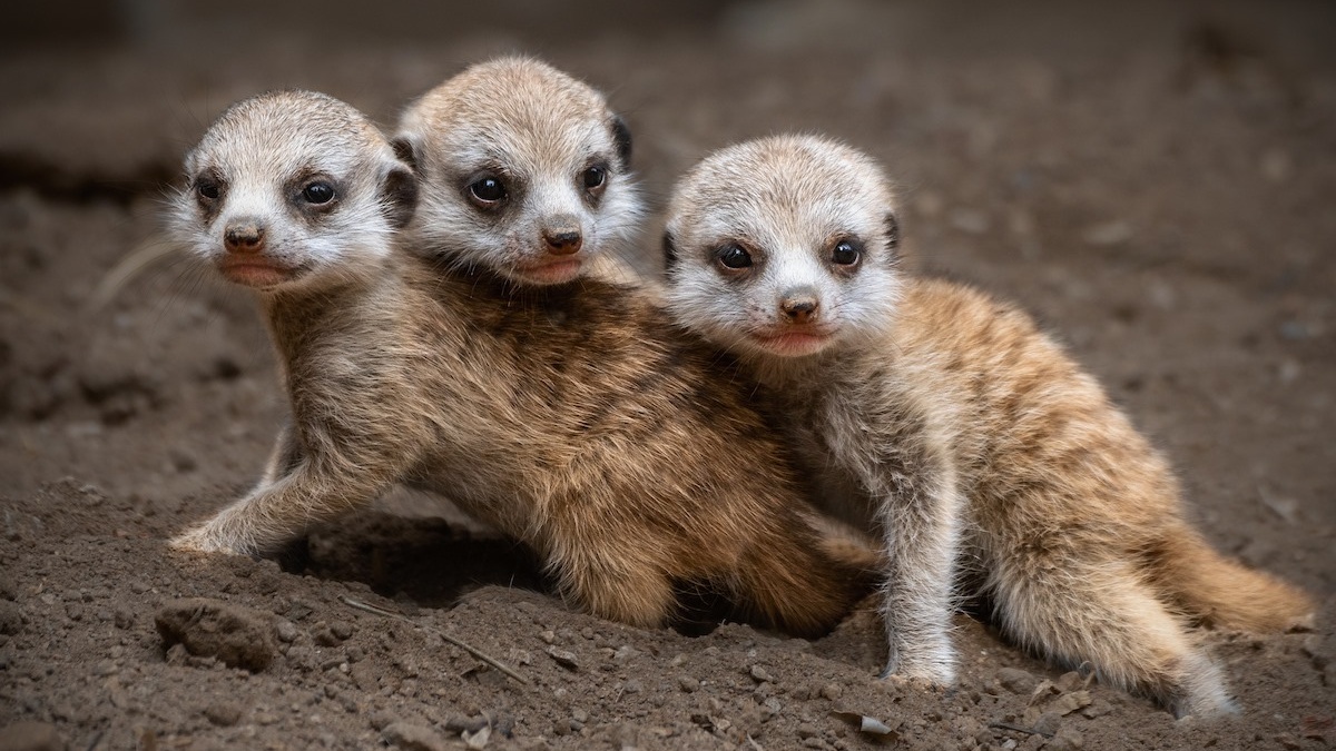 Baby Meerkats Are Tugging Heartstrings at the LA Zoo – NBC Los Angeles