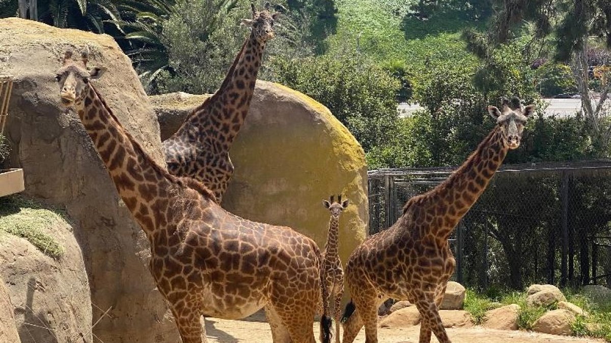 Masai Giraffe Babies Are On The Way At Santa Barbara Zoo – Nbc Los Angeles