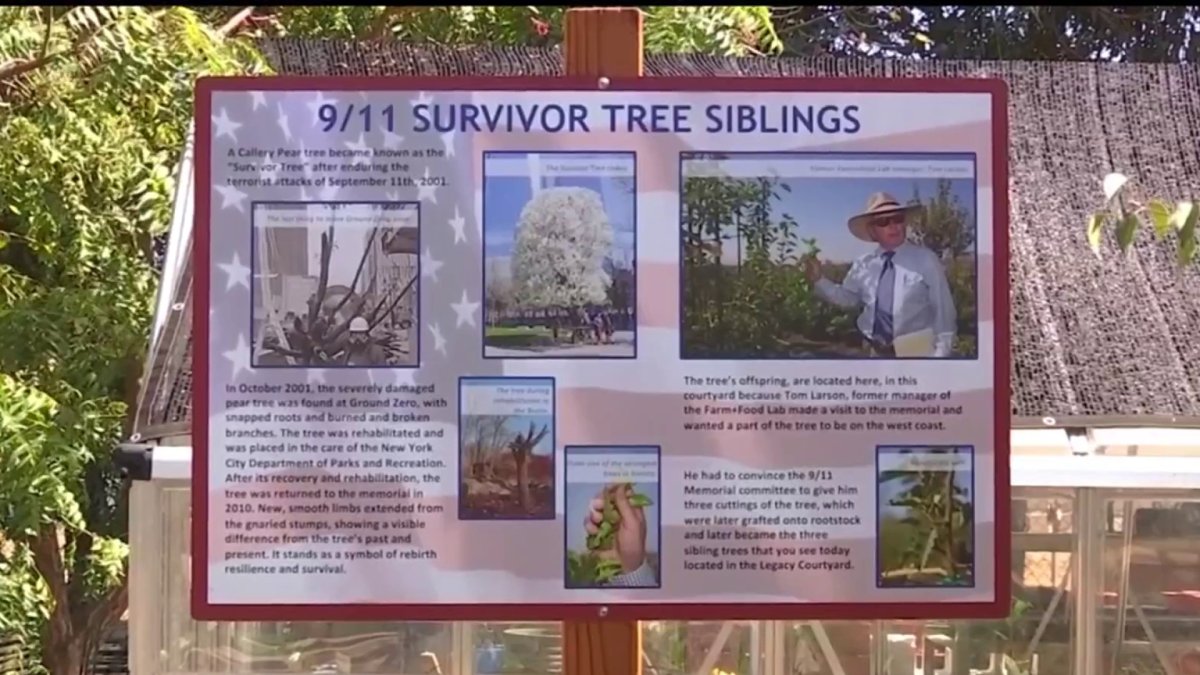 The Survivor Tree, The Survivor Tree is a callery pear tree…