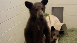 A pair of pair orphaned bear cubs were rescued by the California Department of Fish and Wildlife ) in the Three Rivers area near the Sequoia National Park on Aug. 18 and have since been taken care of at San Diego Humane Society's Ramona Wildlife Center.
