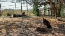 The San Diego Humane Society's Ramona Wildlife Center created an enclosure that mimics the cubs' natural environment.