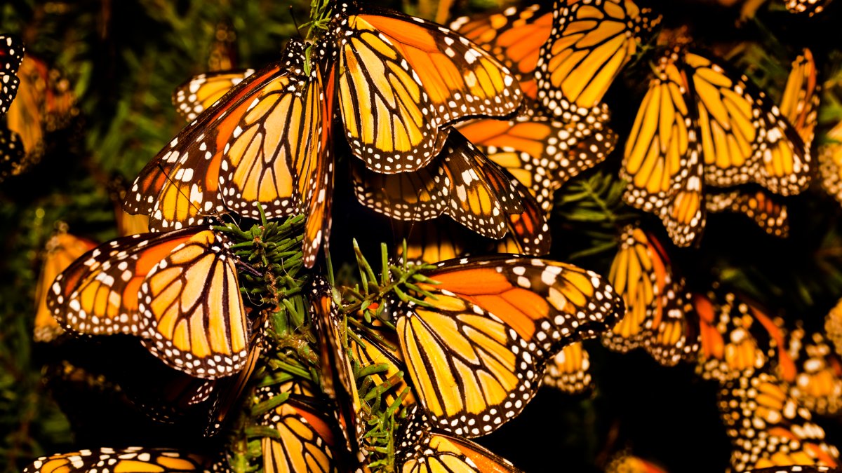 California Monarch Butterfly Count Underway NBC Los Angeles