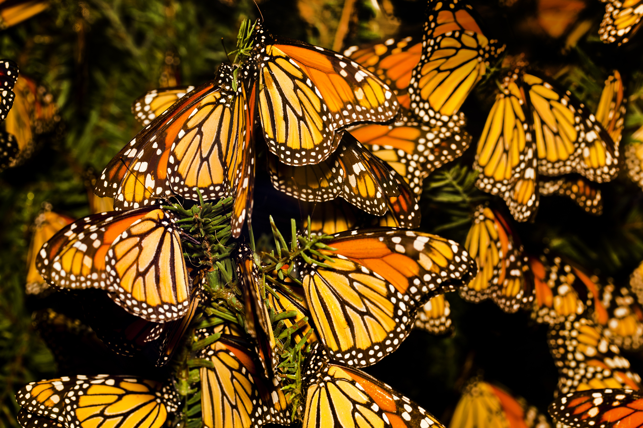 California Monarch Butterfly Count Underway – NBC Los Angeles