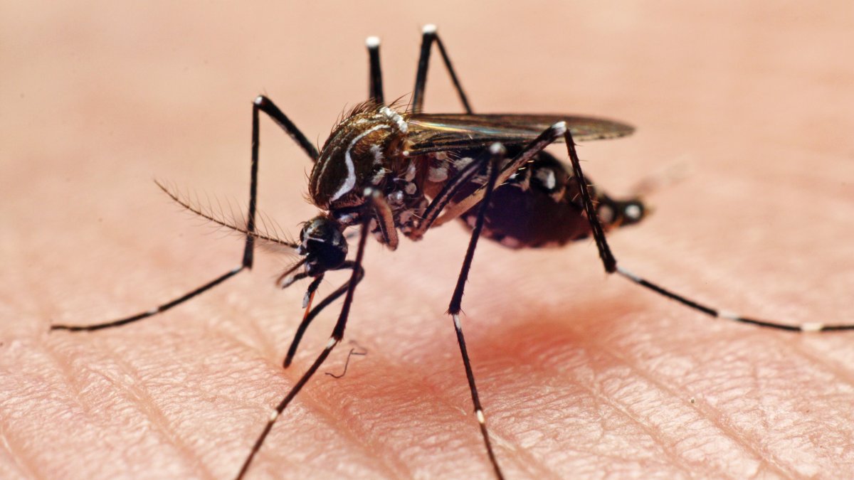 Los Angeles County Reports First West Nile Virus Death of 2025 Amid 14 Cases