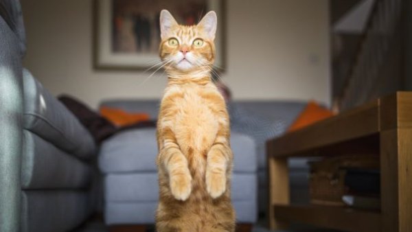 PHOTO Cat Standing2