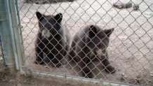 Three sibling bear cubs were taken in by the Ramona Wildlife Center after they were found orphaned. The third cub was not in this image because it was off doing bear things.