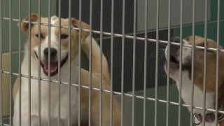 Two dogs are pictured at the San Jacinto Valley Animal Campus Clinic.