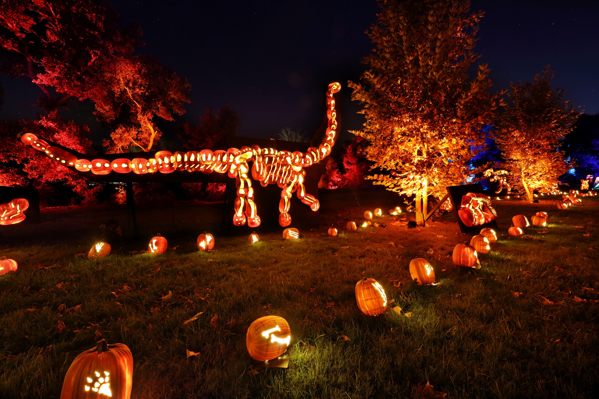 Nights of the Jack' to Bring Glowful Joy to Calabasas – NBC Los