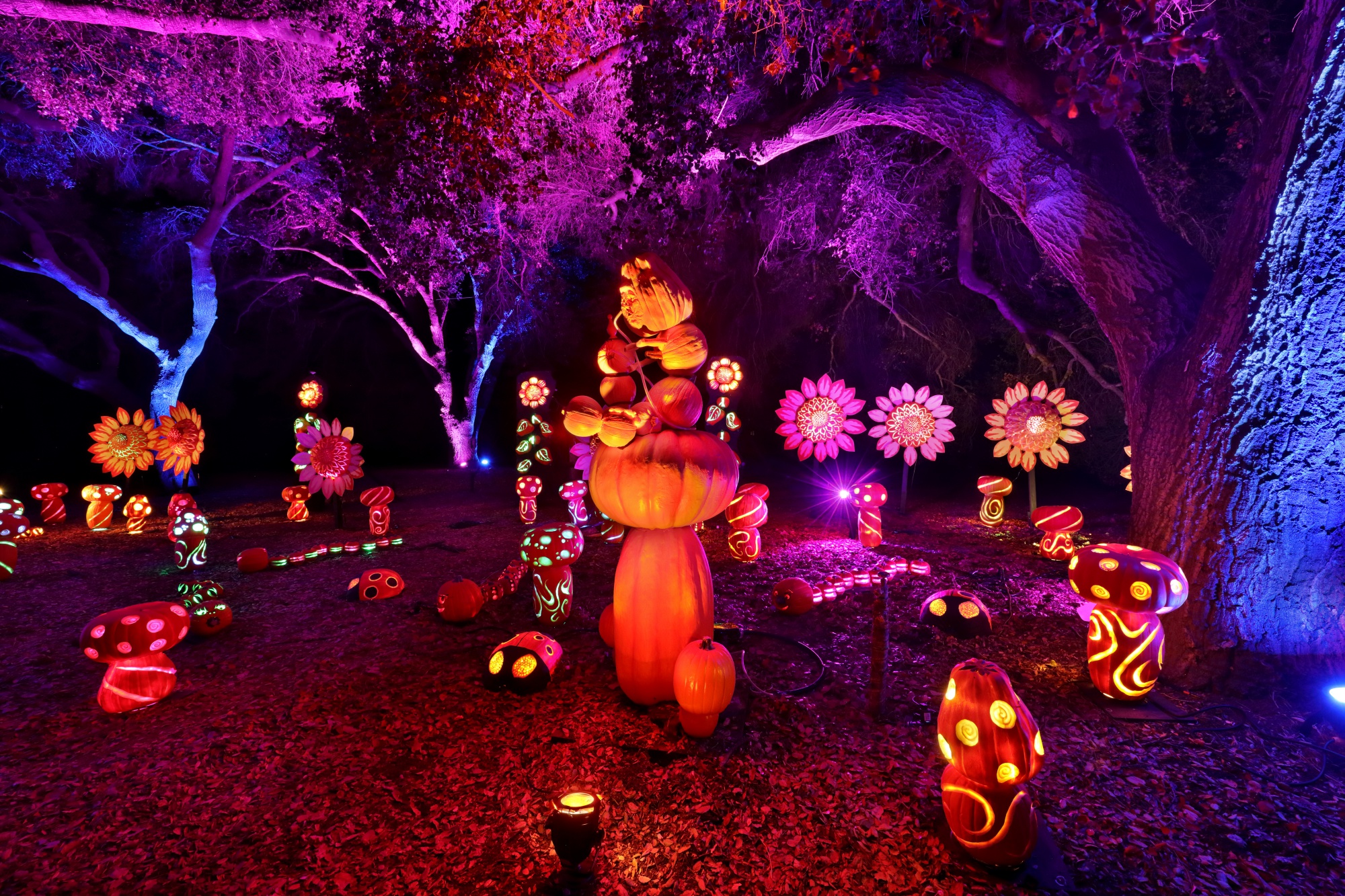 Nights of the Jack' to Bring Glowful Joy to Calabasas – NBC Los