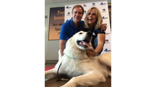 NBC4 Clear The Shelters withwith Robert Kovacik and Carolyn Johnson