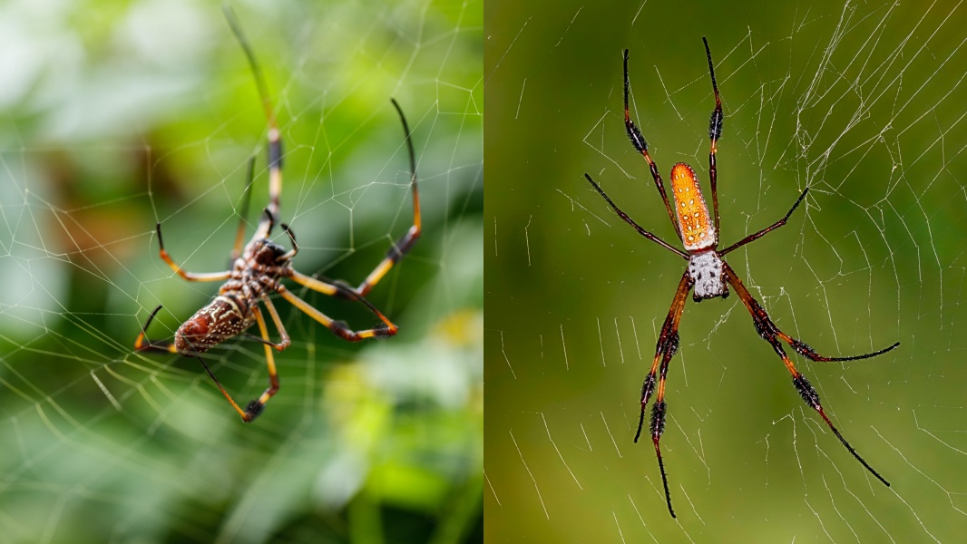 Sparkly Multi-layer Pearl Spider Web Body