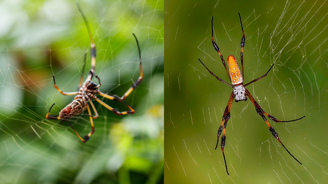 Are Spiders Considered Insects? Learn About Spiders at Our Pavilion! -  South Coast Botanic Garden Foundation