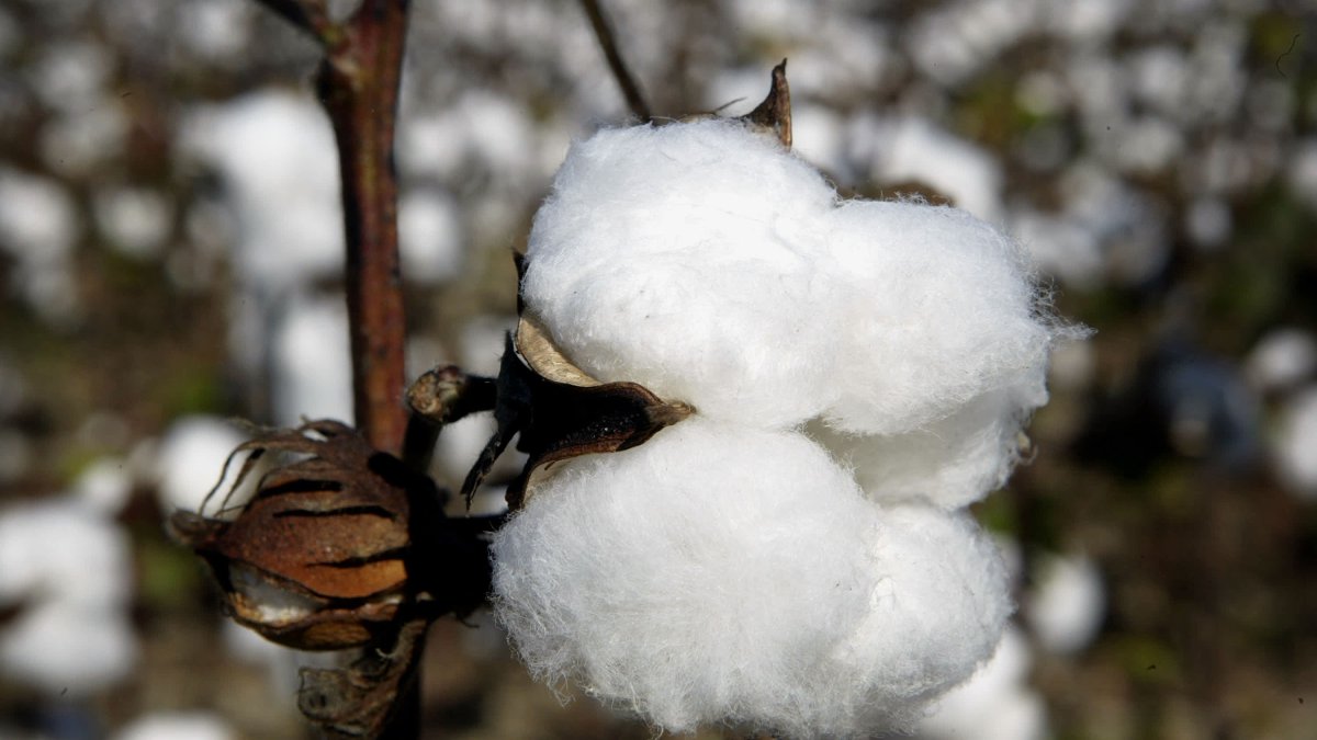 Cotton Prices Just Hit a 10-Year High. Here's What That Means for Retailers and Consumers - Vimarsana News
