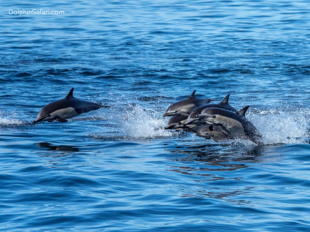 Dolphin Stampede in Southern California