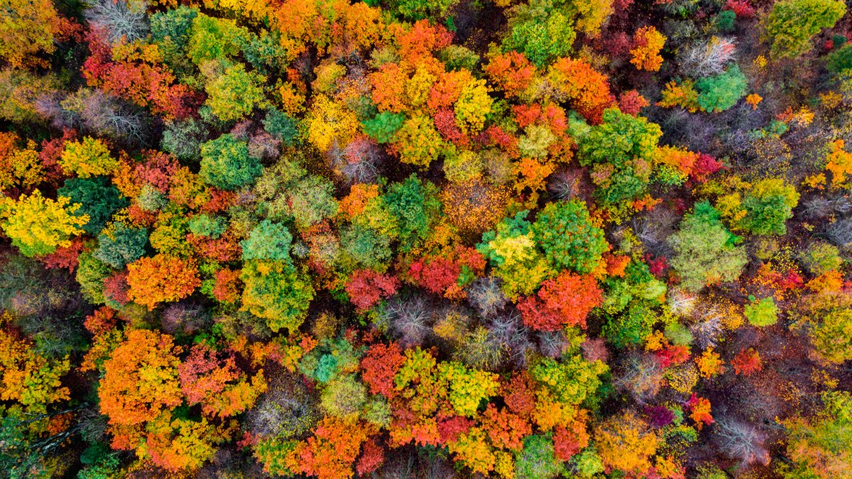Climate Change Is Stalling the Process That Makes Leaves Change Color in the Fall – NBC Los Angeles - Vimarsana News