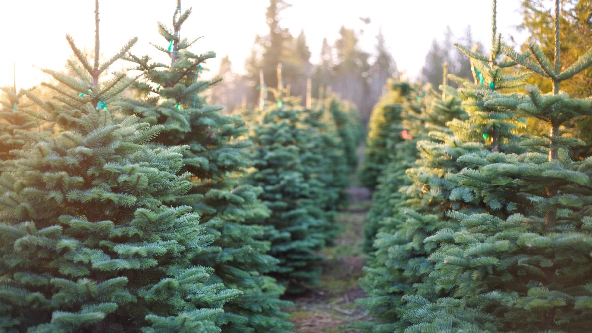 Christmas Tree Prices Will Be Higher This Holiday Season NECN