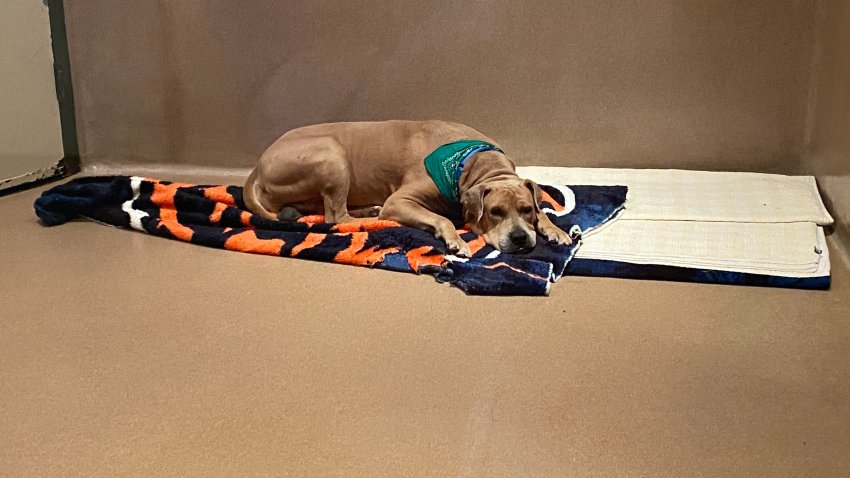 Dog in Animal Shelter