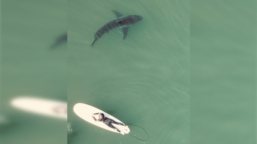 Shark Photo taken by Scott Fairchild