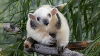 Tatis Jr., the adorable tamandua resident at the San Diego Zoo, charms the camera with a laidback pose.