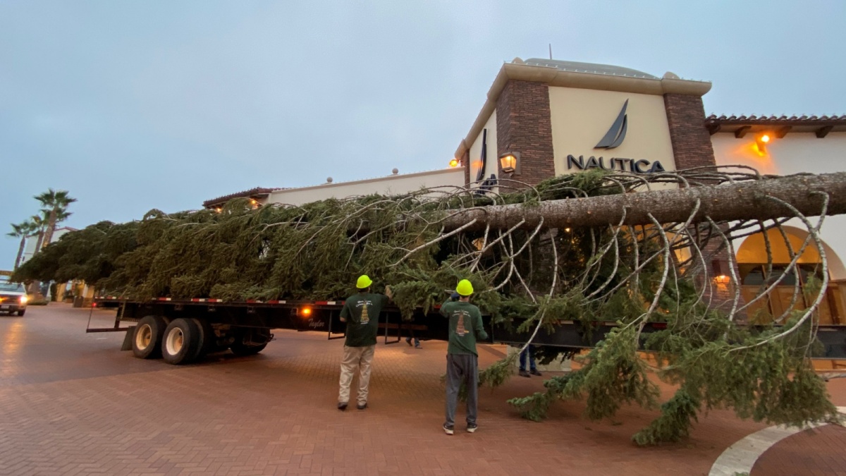 OC’s Tallest Christmas Tree Is Set to Sparkle in San Clemente NBC Los