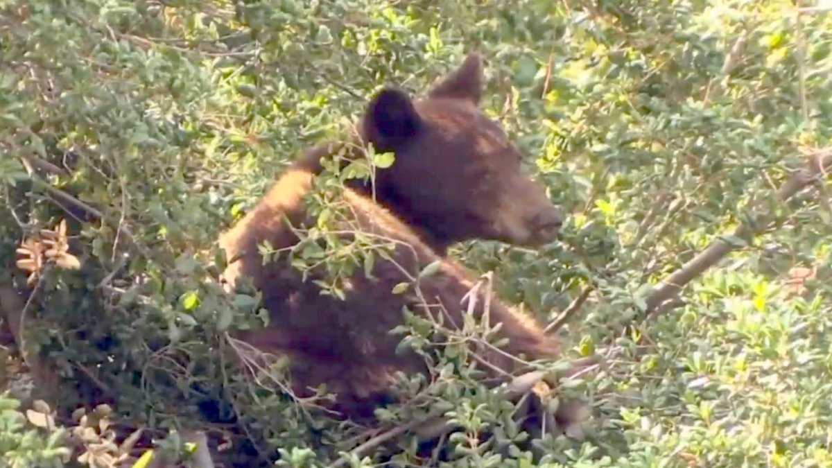 Bear Hangs Out for Hours in Pasadena Tree NBC Los Angeles