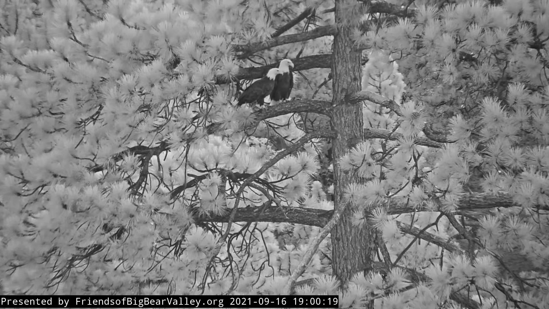 Helpful Humans Visited the Famous Big Bear Eagle Nest NBC Los Angeles