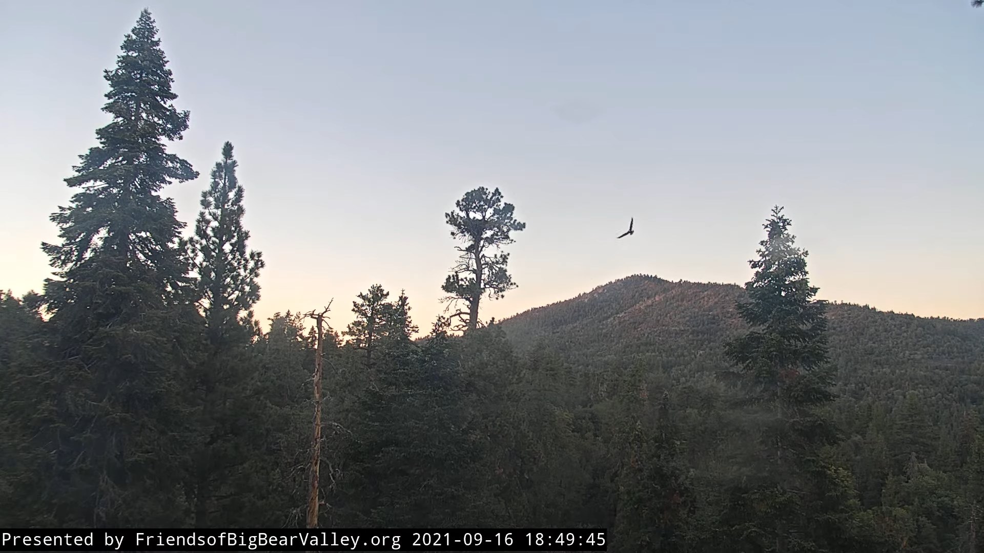 Helpful Humans Visited the Famous Big Bear Eagle Nest NBC Los Angeles