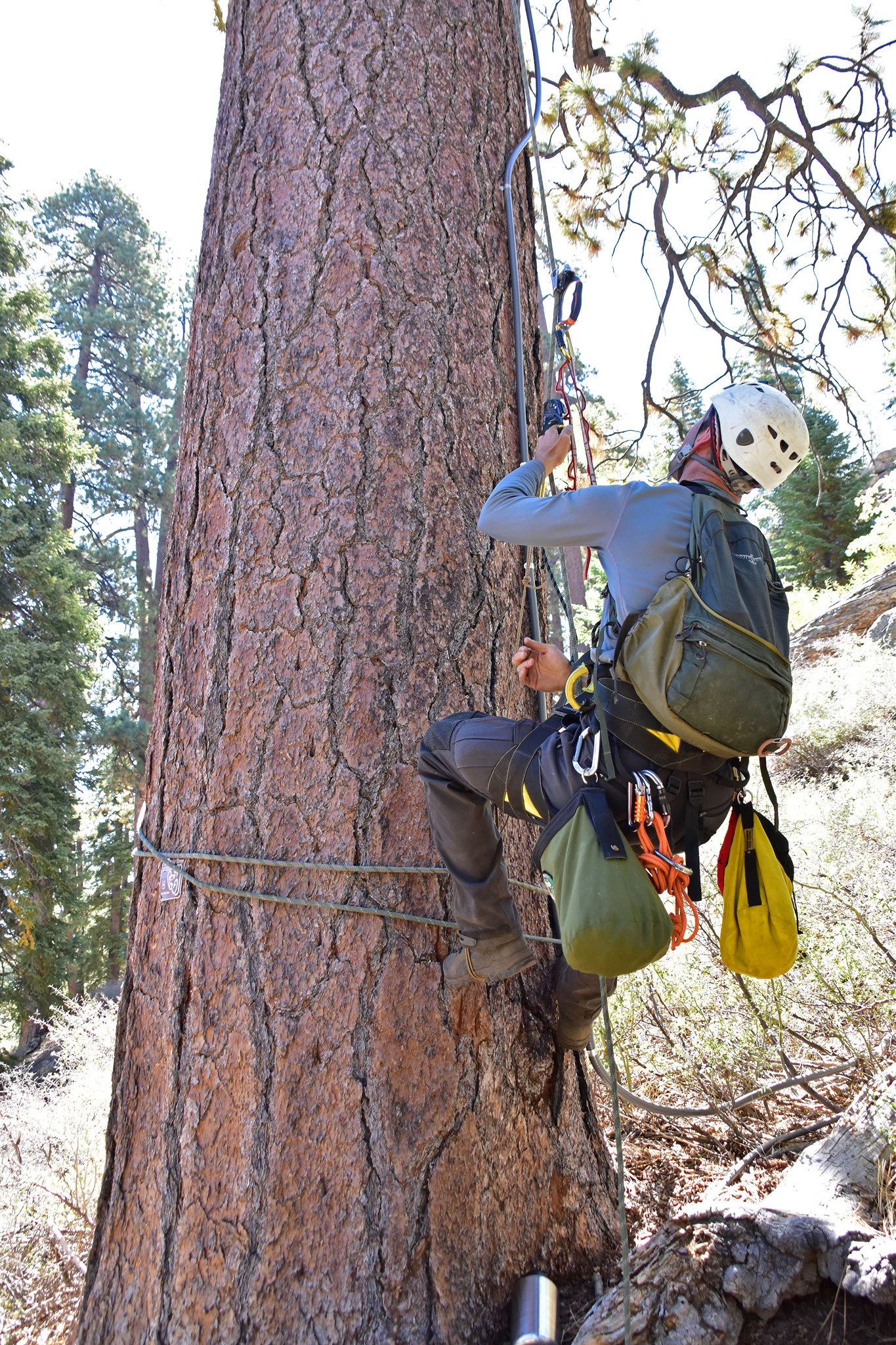 Helpful Humans Visited the Famous Big Bear Eagle Nest NBC Los Angeles