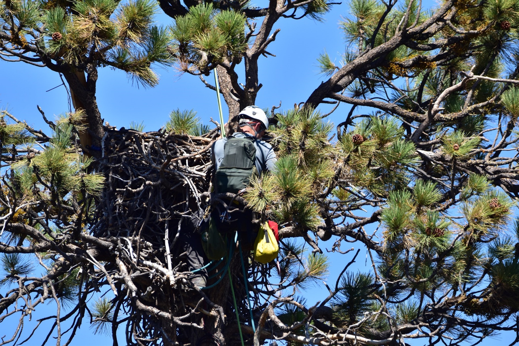 Helpful Humans Visited the Famous Big Bear Eagle Nest NBC Los Angeles