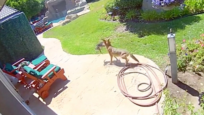 Chico the chihuahua is — remarkably — alive and well after escaping the clutches of a coyote in an attack captured on camera in Chatsworth.