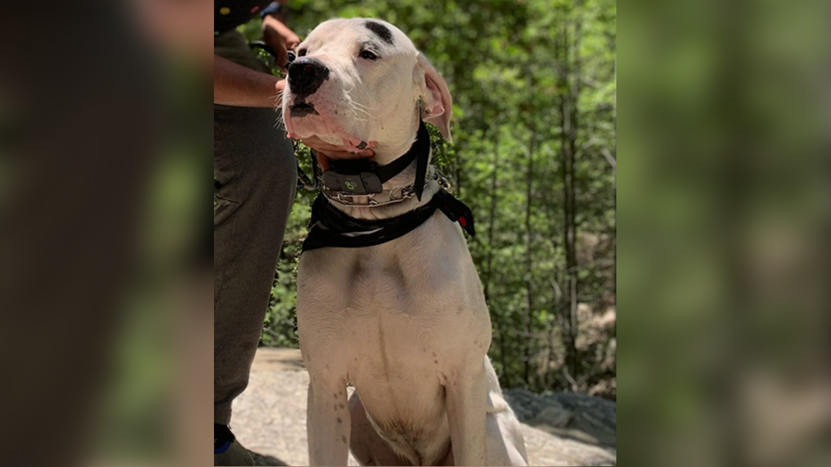 Dog Owner Reunited With Stolen 100-Pound Mastiff – NBC Los Angeles Dog Owner Reunited With Stolen 100-Pound Mastiff – NBC Los Angeles