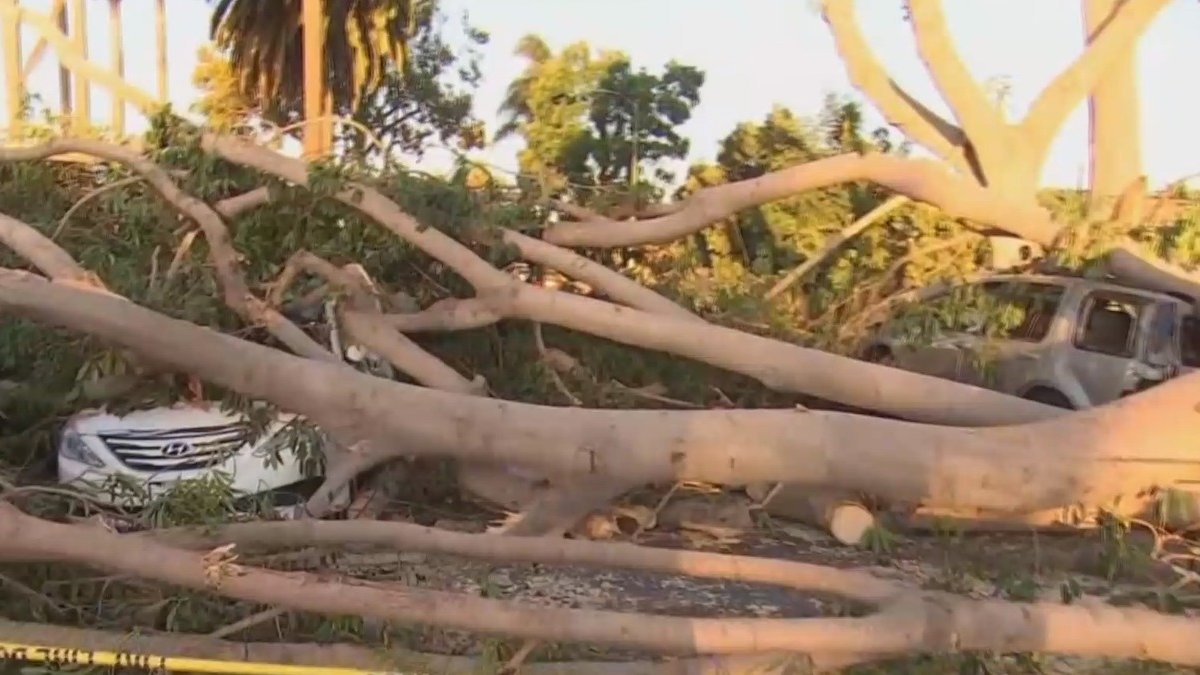 Strong Winds Roar in Southern California – NBC Los Angeles