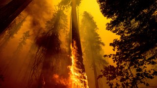 Flames burn up a tree as part of the Windy Fire in the Trail of 100 Giants grove in Sequoia National Forest