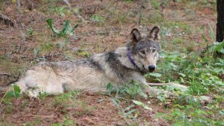 gray wolf OR93 California
