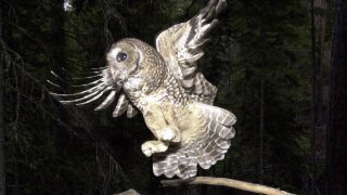 FILE - In this May 8, 2003, file photo, a Northern Spotted Owl flies after an elusive mouse jumping off the end of a stick in the Deschutes National Forest near Camp Sherman, Ore. A federal agency has enacted a plan to manage more than 2.2 million acres of land in western Oregon that would increase the potential timber harvest by as much as 37 percent. The plan immediately draws fire from both the wood-products industry and conservationists, with one group complaining that the new logging levels are still too low and another saying it endangers the Northern Spotted Owl and another protected bird.