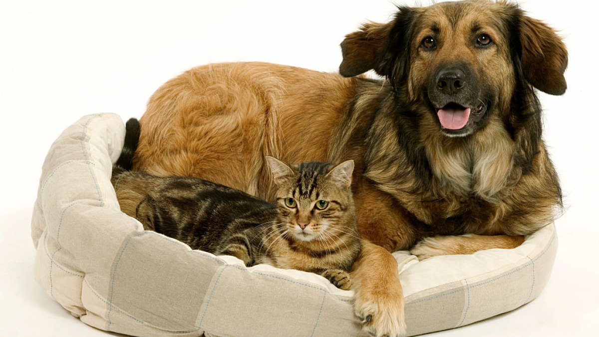LA Considers Support for Animals Bill of Rights – NBC Los Angeles LA Considers Support for Animals Bill of Rights – NBC Los Angeles