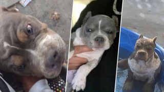Missing Puppy LAPD