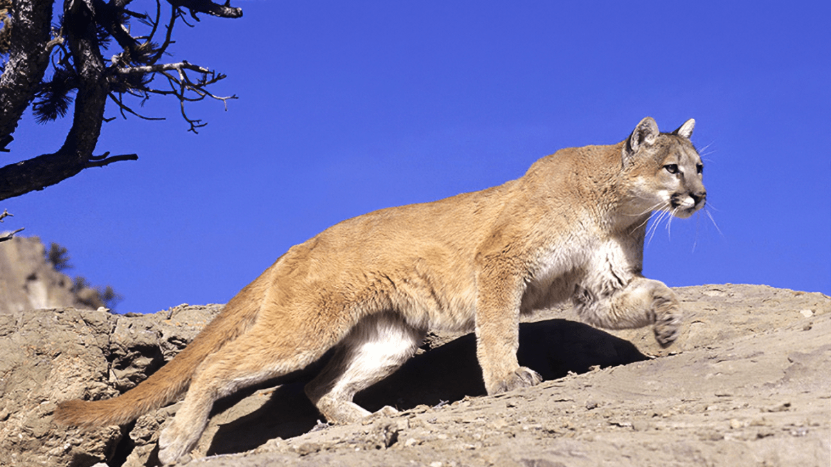 Signs of Inbreeding Among Mountain Lions in SoCal – NBC Los Angeles