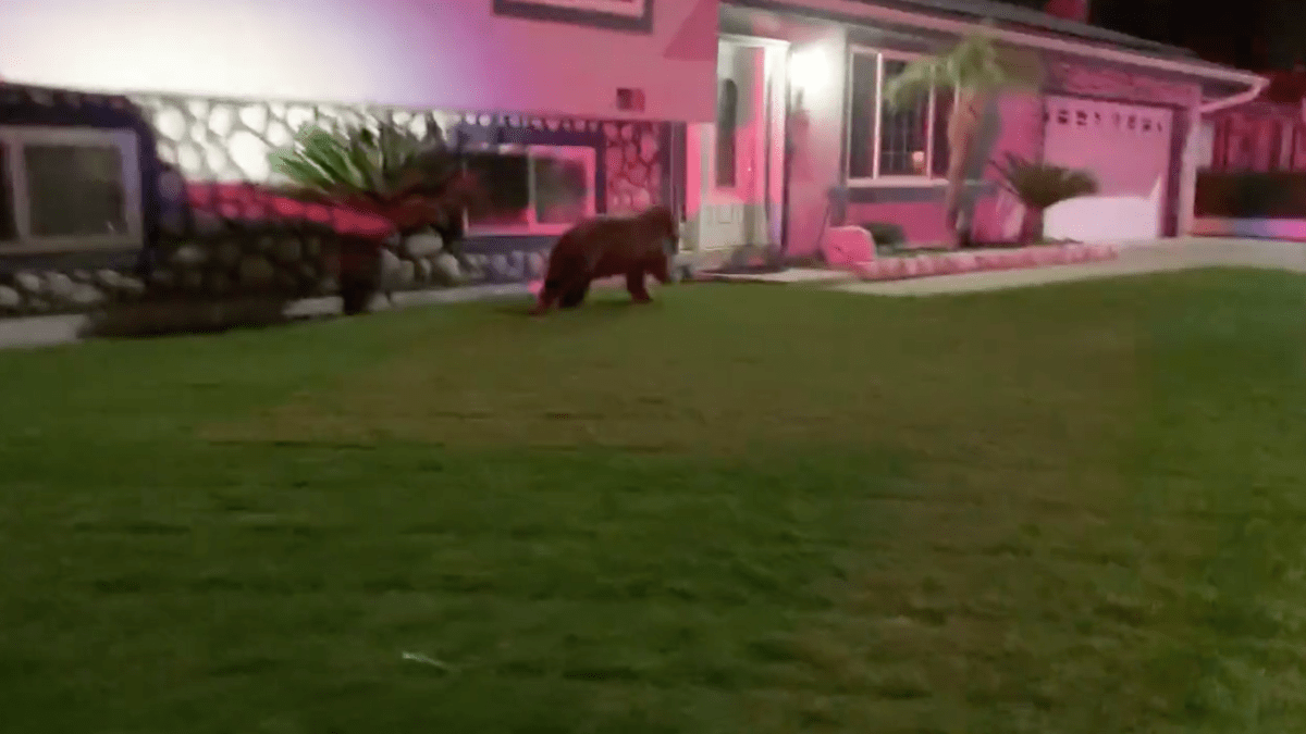 Bear Sighted in San Dimas - Vimarsana News