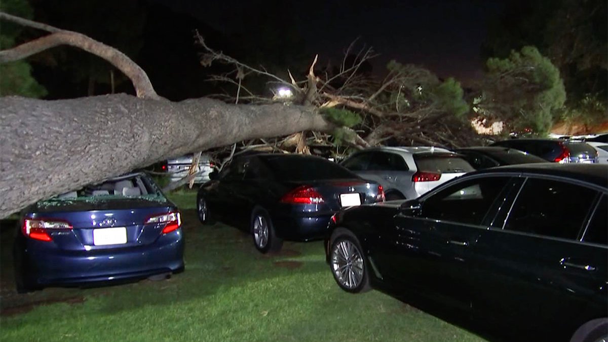 Tree Crushes About 30 Cars at LA's Greek Theatre – NBC Los Angeles - Vimarsana News