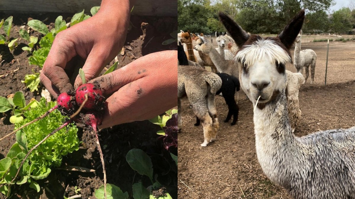 Ventura County Farm Day Is Ready to Sprout – NBC Los Angeles Ventura County Farm Day Is Ready to Sprout – NBC Los Angeles