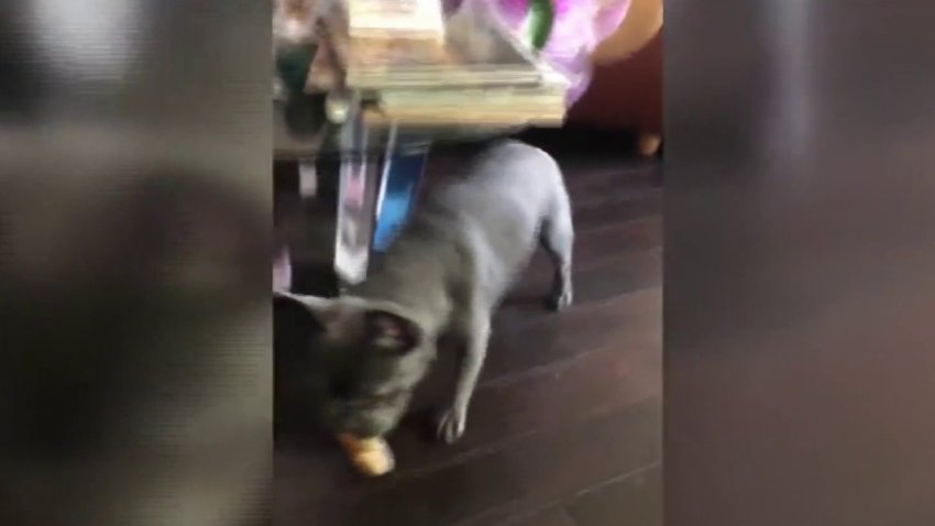 French Bulldog Stolen at Gunpoint